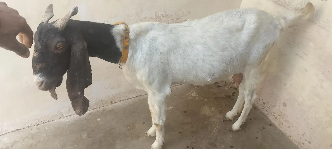 kamori Bakri — photo 3
