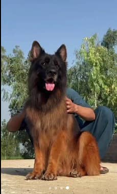 Premium Long coat German shepherd female puppy|PKC pedigree | 2 months