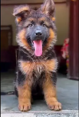 Premium Long coat German shepherd female puppy|PKC pedigree | 2 months — photo 2