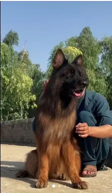 Premium Long coat German shepherd female puppy|PKC pedigree | 2 months — photo 3