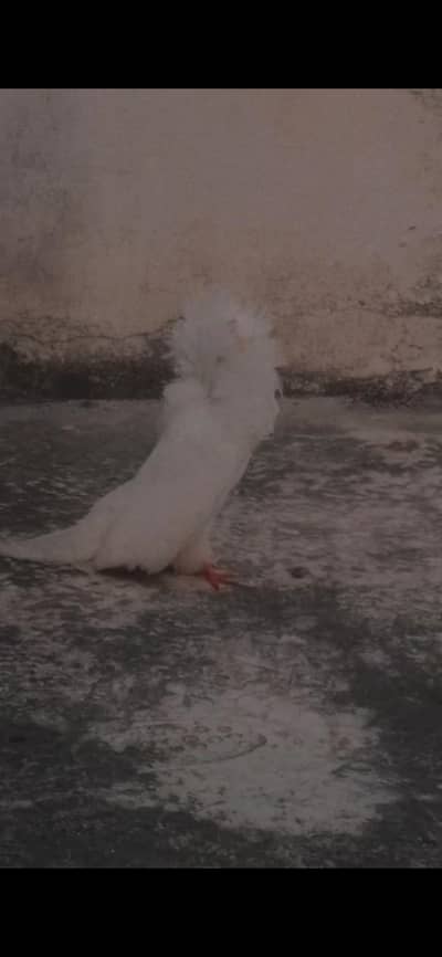white jacobin