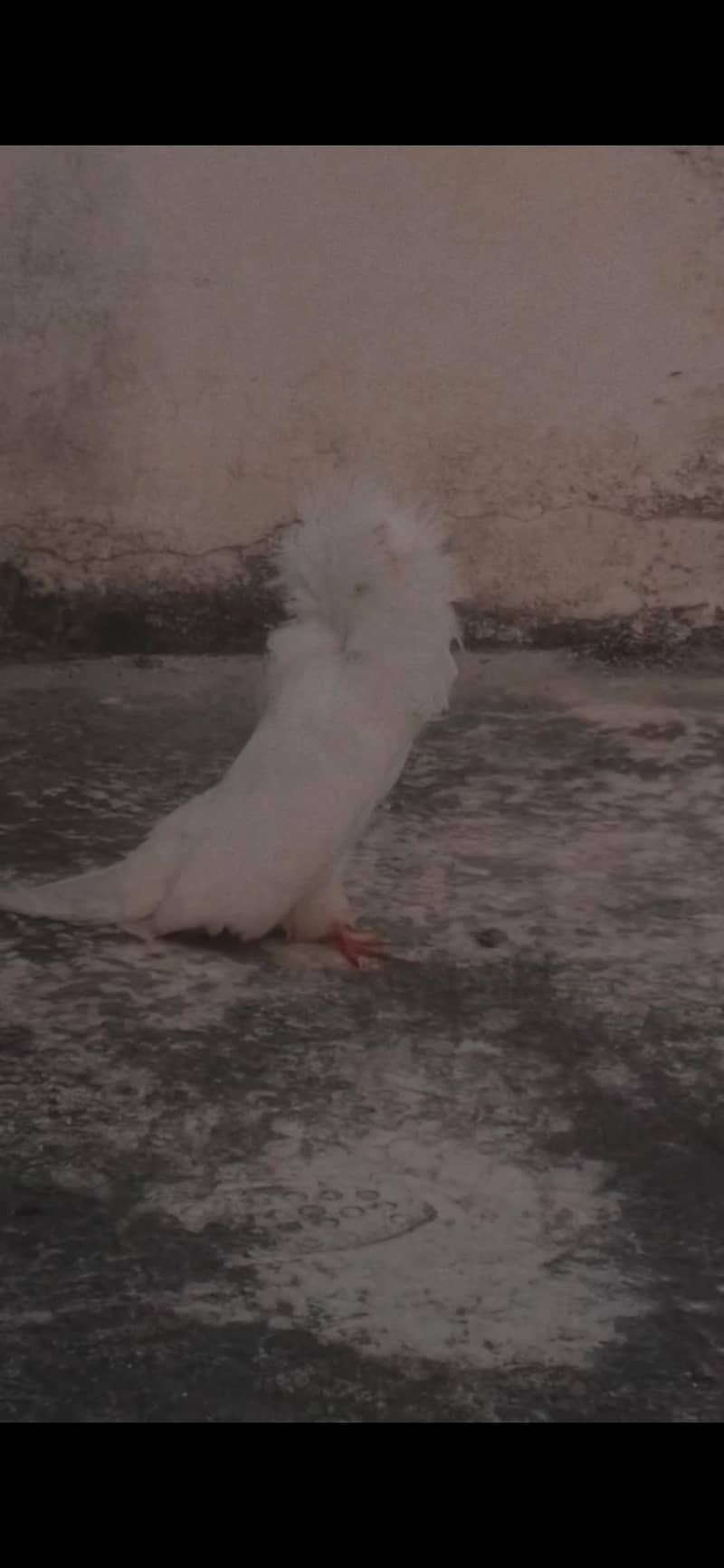 white jacobin 0