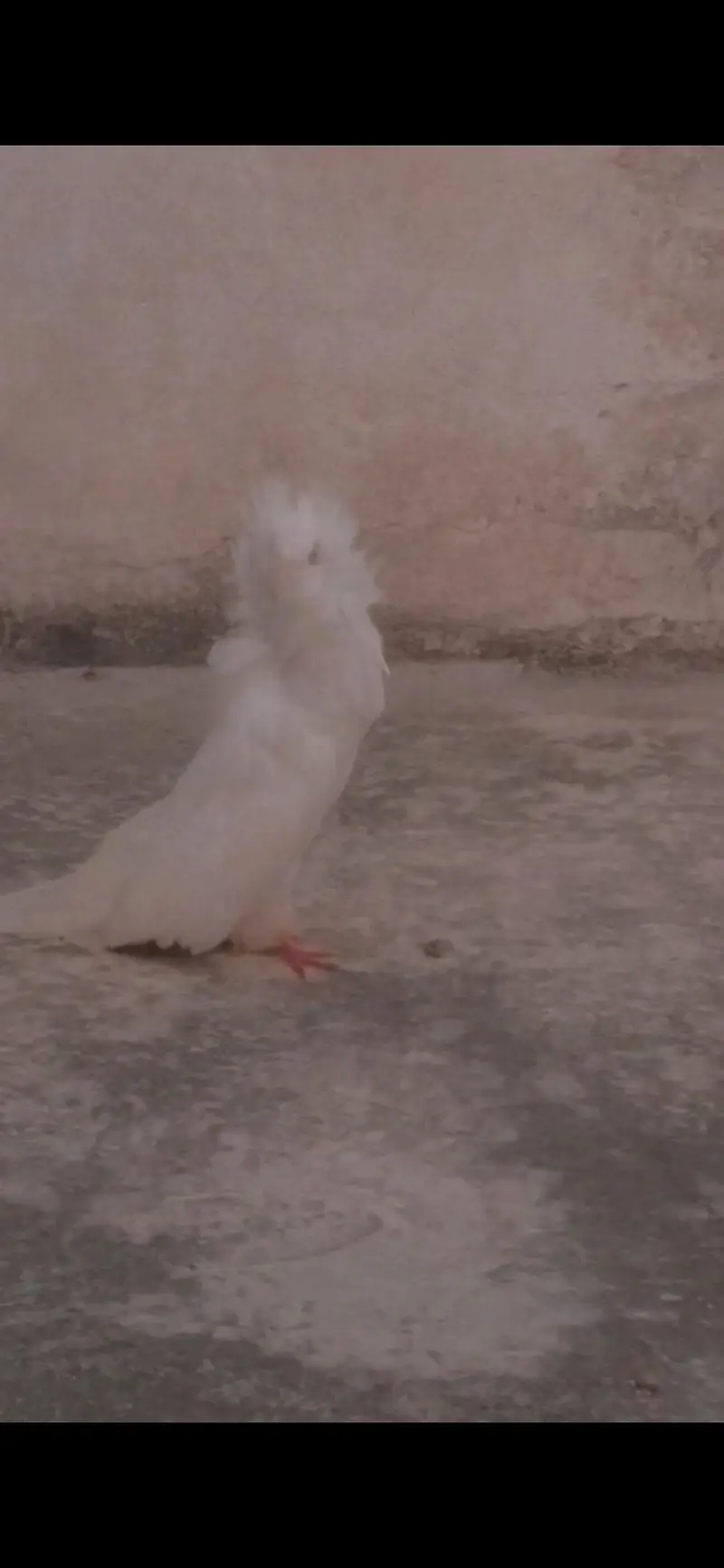 white jacobin — photo 2