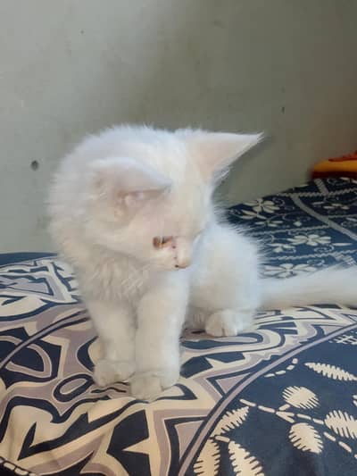 Persian cat for sale
