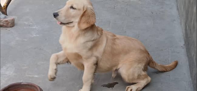 golden retriever male pup