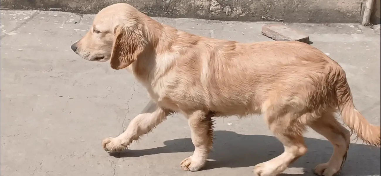 golden retriever male pup — photo 3
