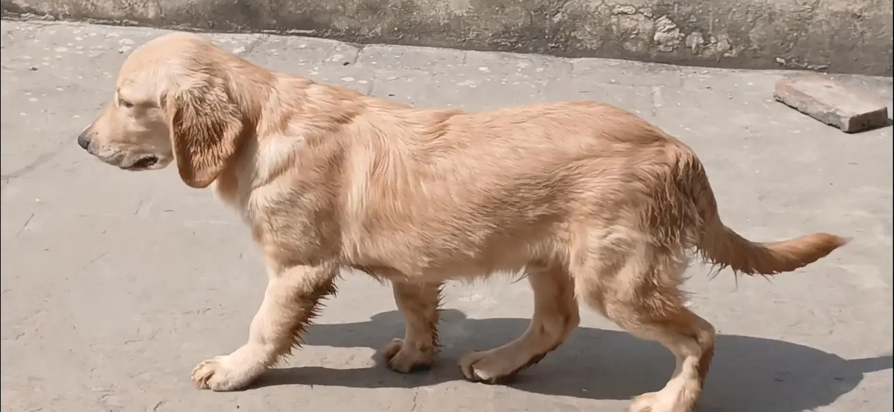 golden retriever male pup — photo 4