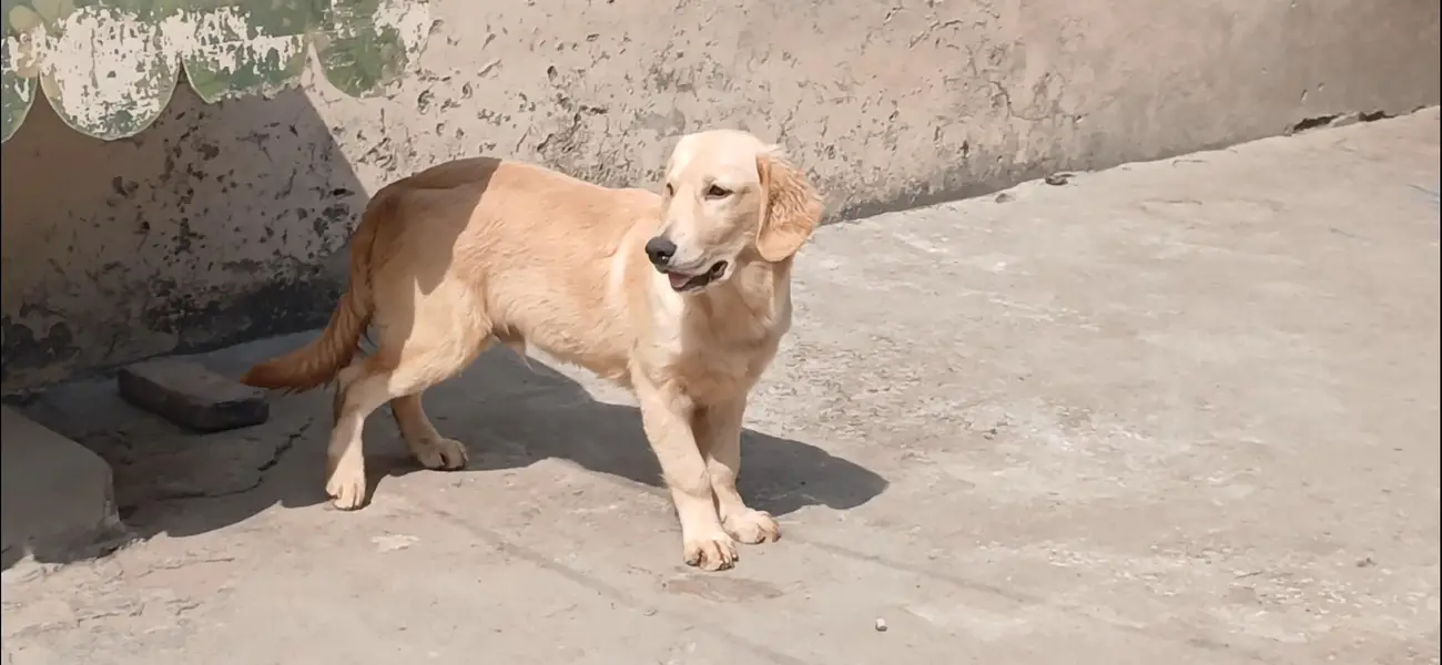 golden retriever male pup — photo 5