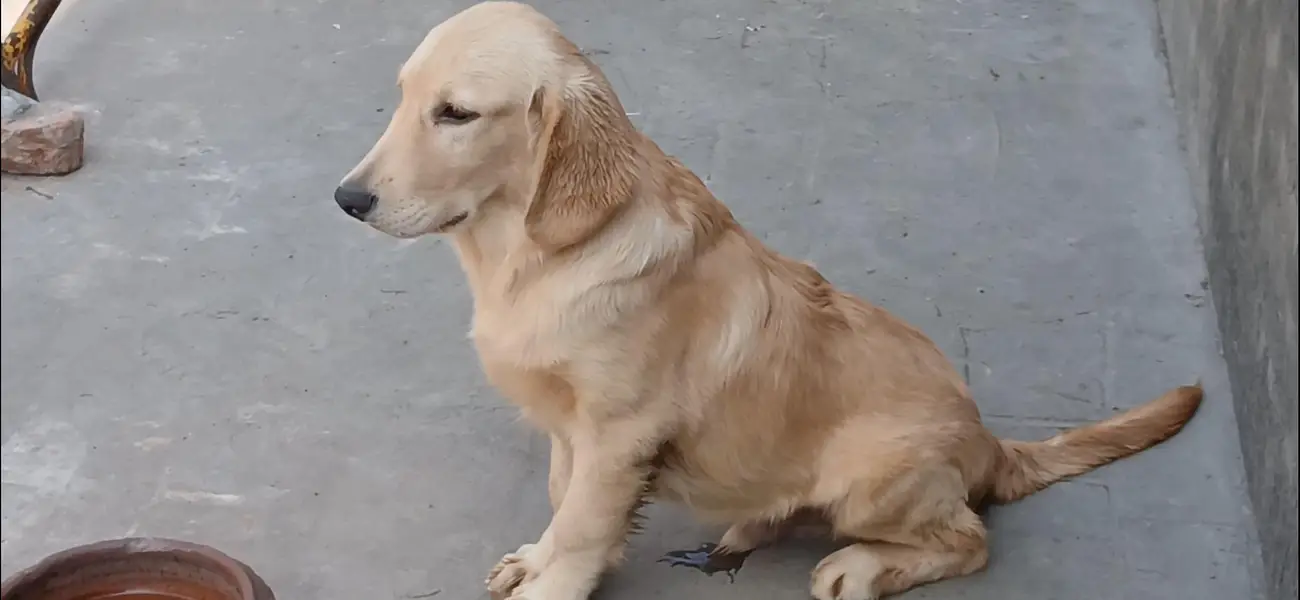 golden retriever male pup — photo 6