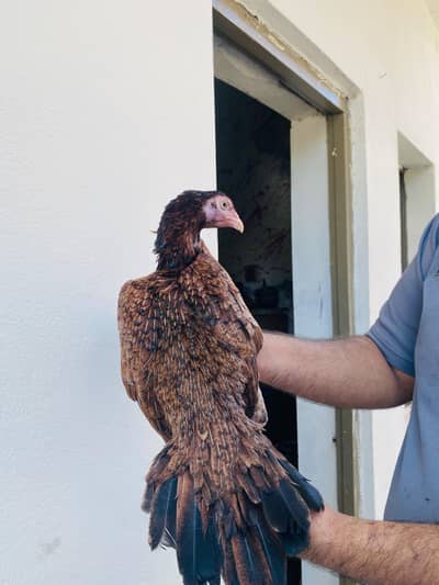All Birds for sale
