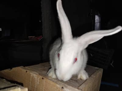 New Zealand white original blood line