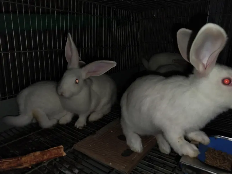 New Zealand white original blood line — photo 2