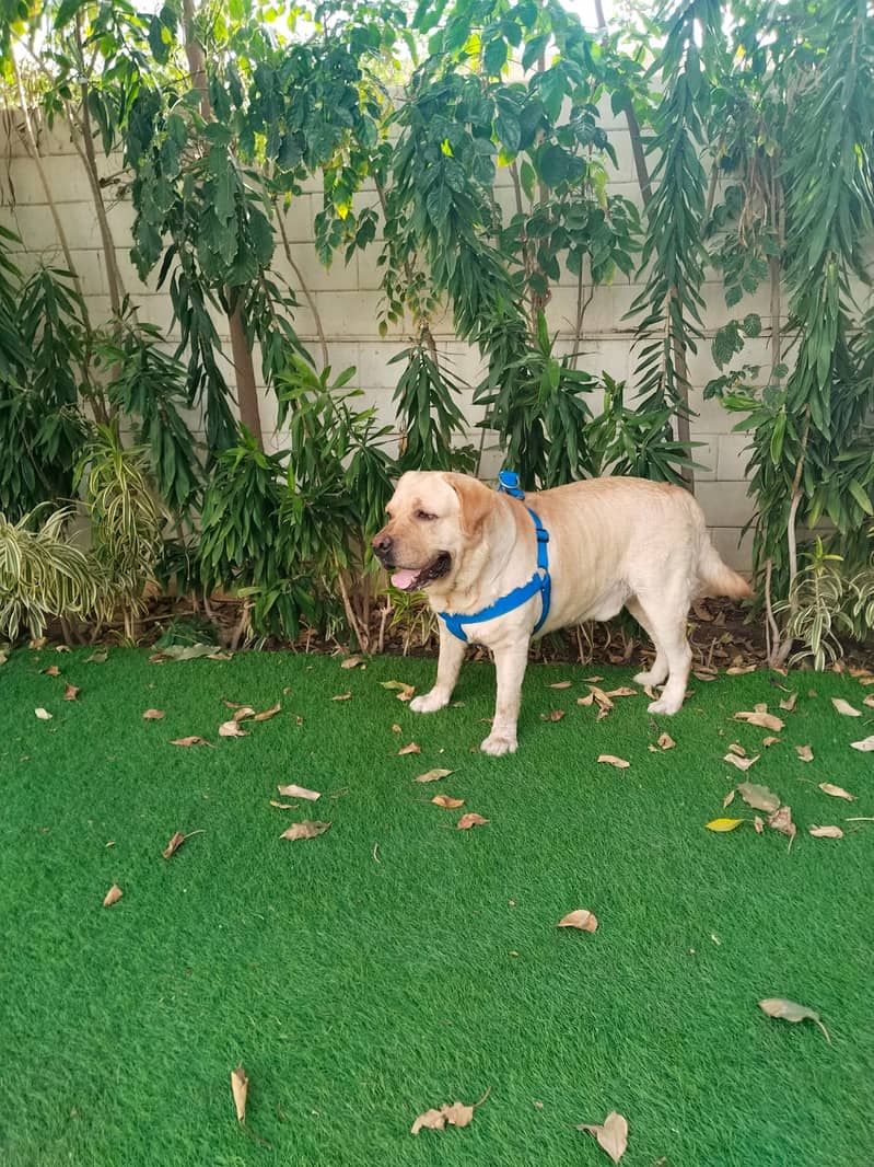 Pure British Male Labrador - Dogs - 1120402833