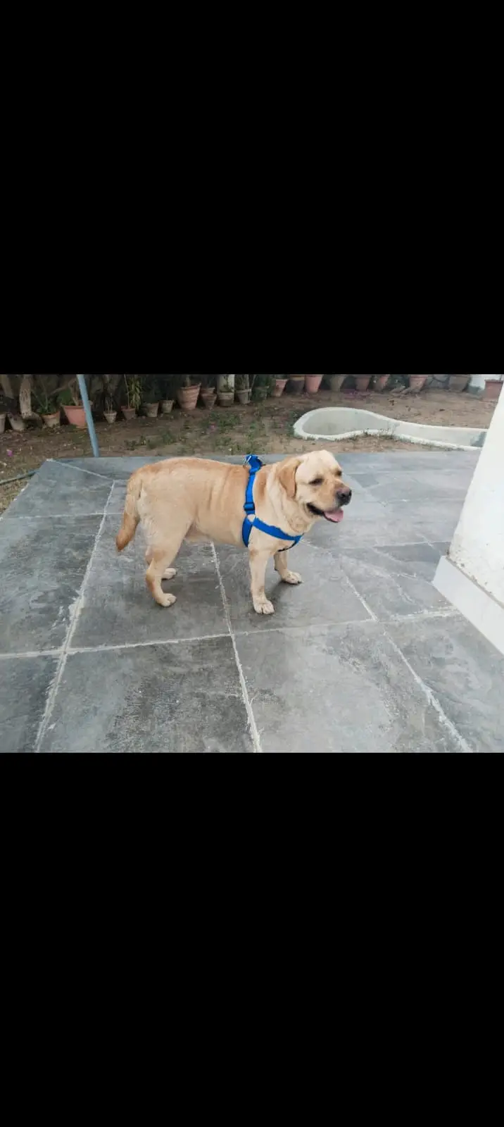 Pure British Male Labrador — photo 2