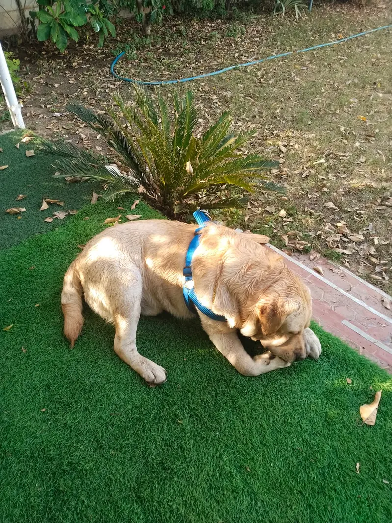 Pure British Male Labrador — photo 3