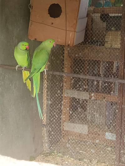 Parrot for sale