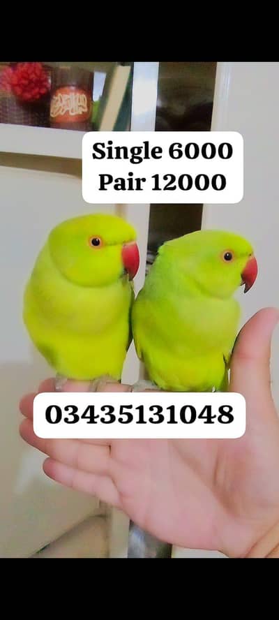 Green ringneck parrots handtame pair
