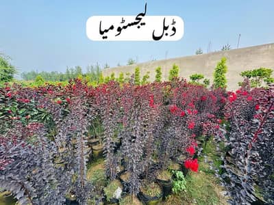 Outdoor Plants - Small planters - Flowers pots