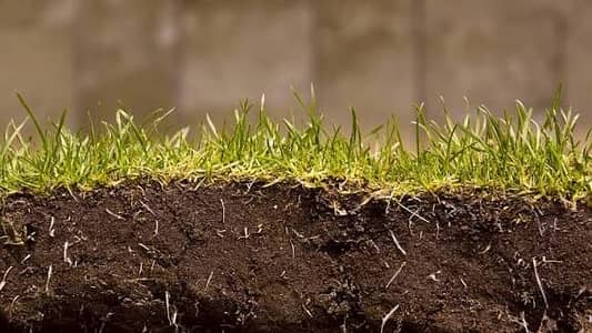 Fine Dhaka Grass | Natural Grass | Korean Grass | Artificial Grass
