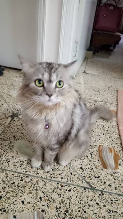 Persian Tom Cat