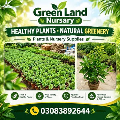 indoor plants - Flower Plants - plants and pots available