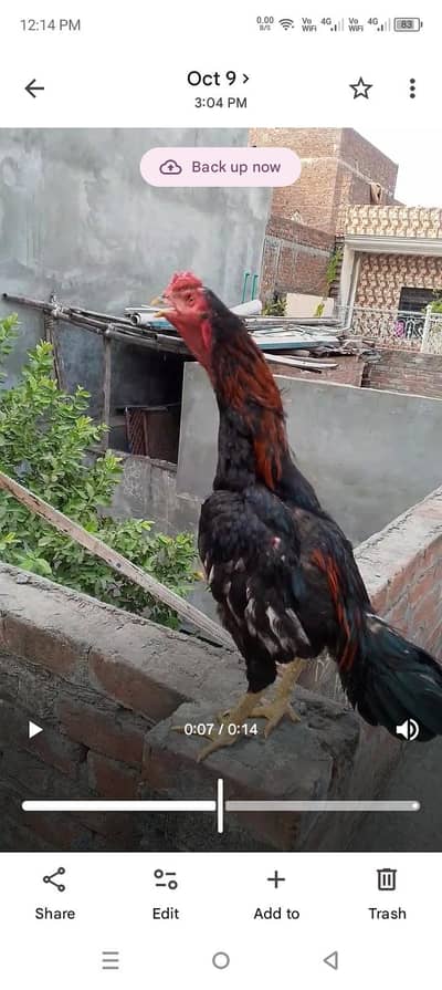 Thai aseel pattha raabta WhatsApp number 03076887725