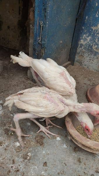 heera chicks hen pair pathay