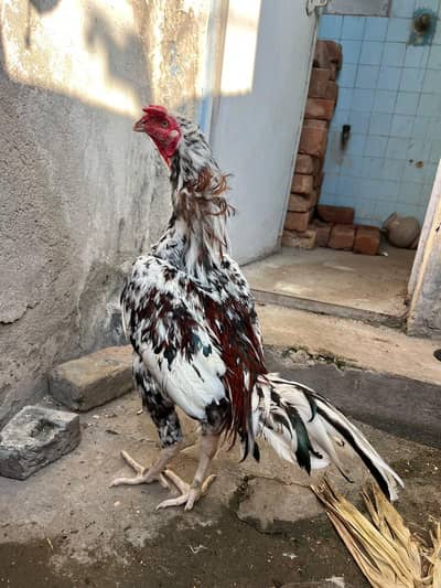 Aseel Mianwali Cheena