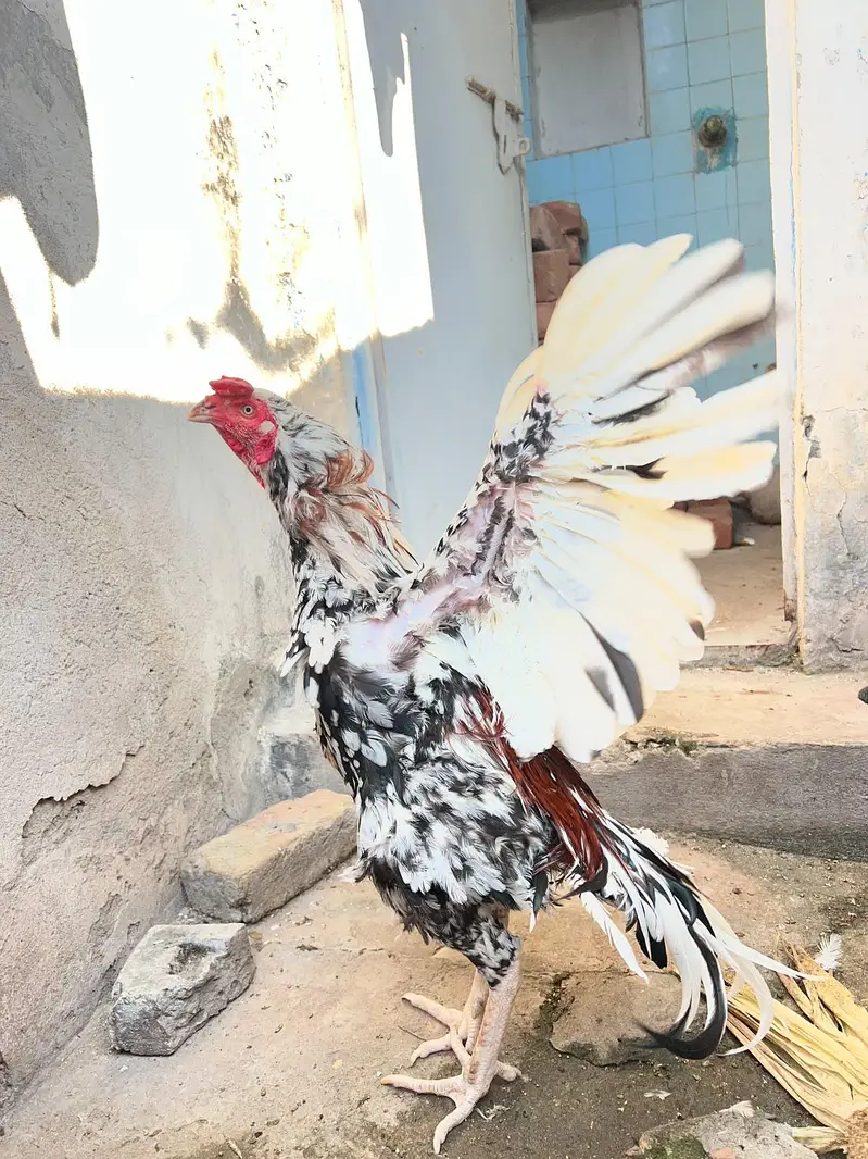 Aseel Mianwali Cheena — photo 2