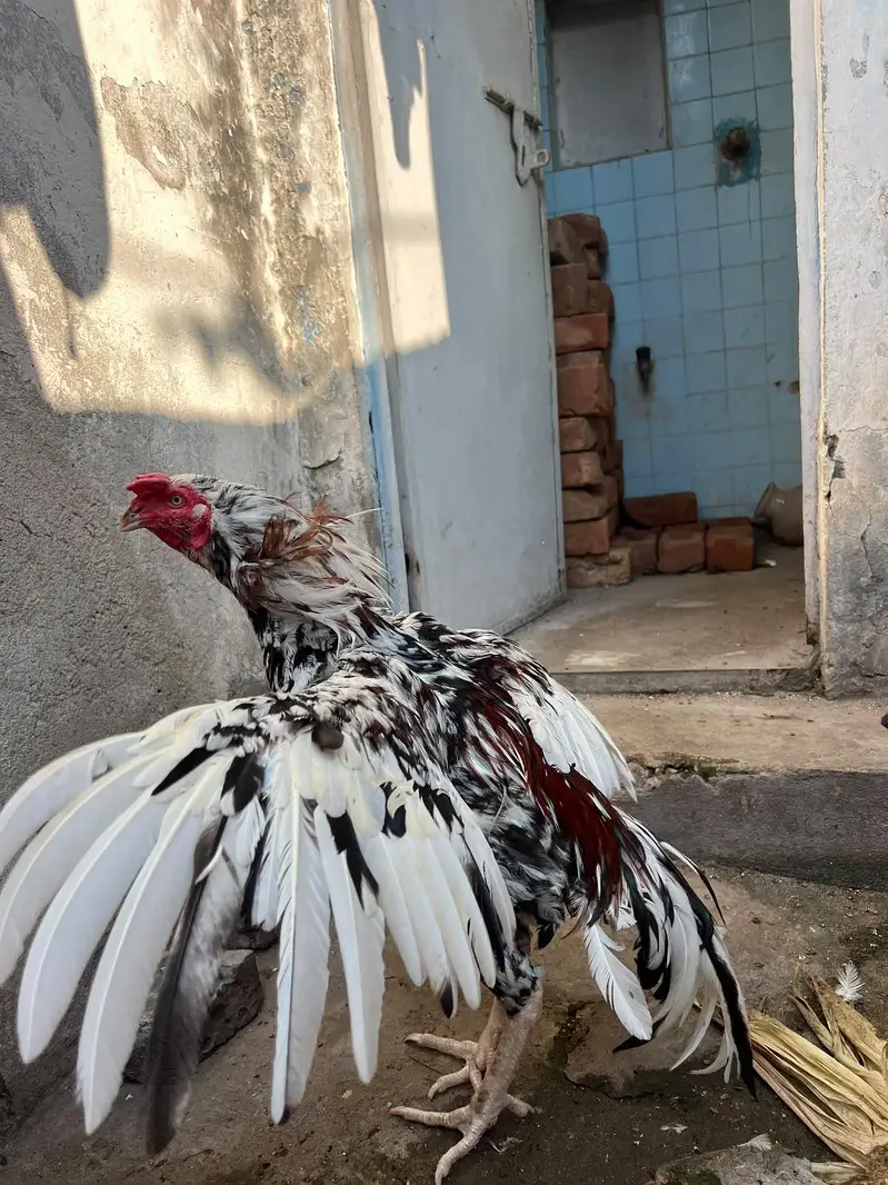 Aseel Mianwali Cheena — photo 4