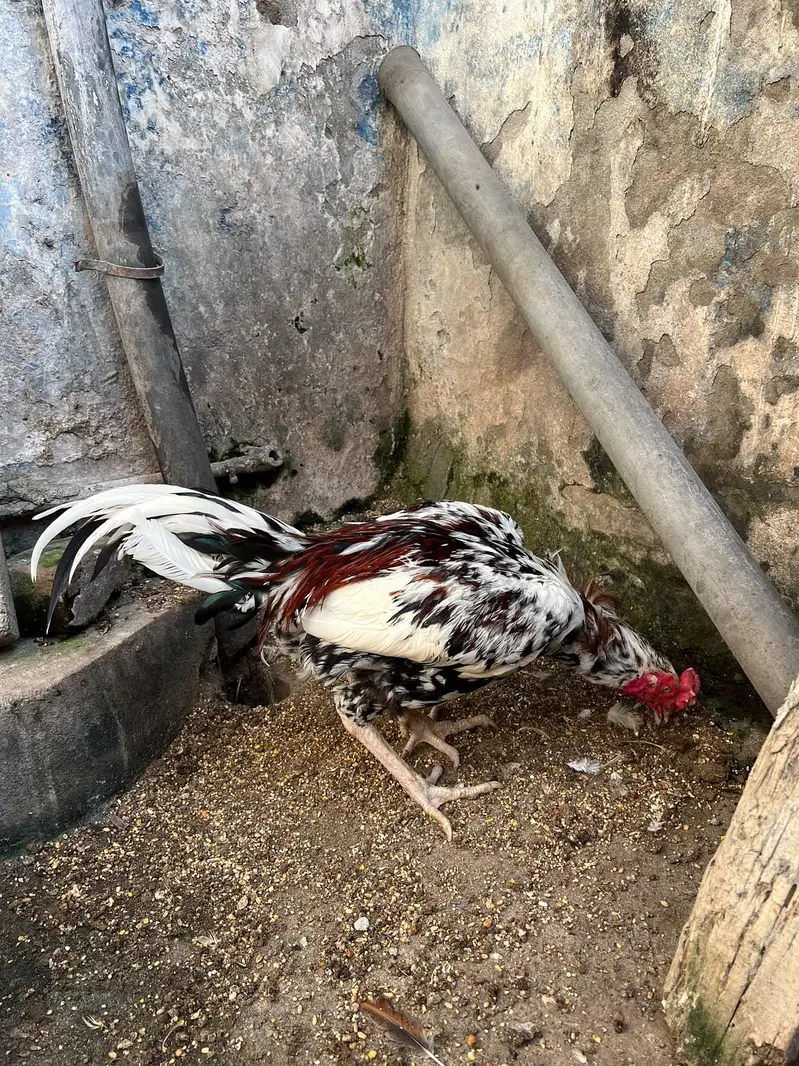 Aseel Mianwali Cheena — photo 5