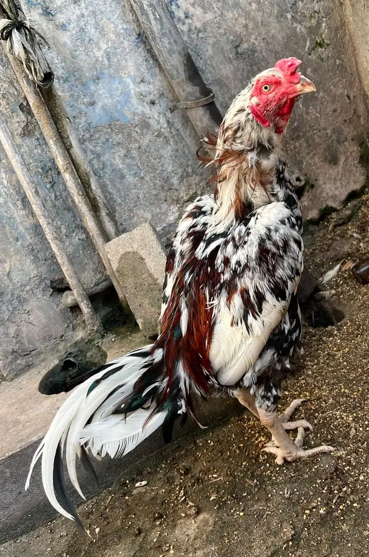 Aseel Mianwali Cheena — photo 6