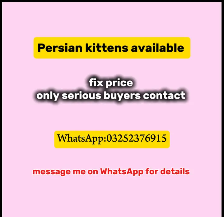 Persian kitten for sale/ himaliyan kitten for sale — photo 2