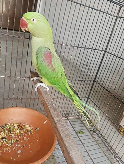 Breeder Female