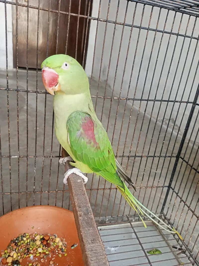 Breeder Female — photo 2