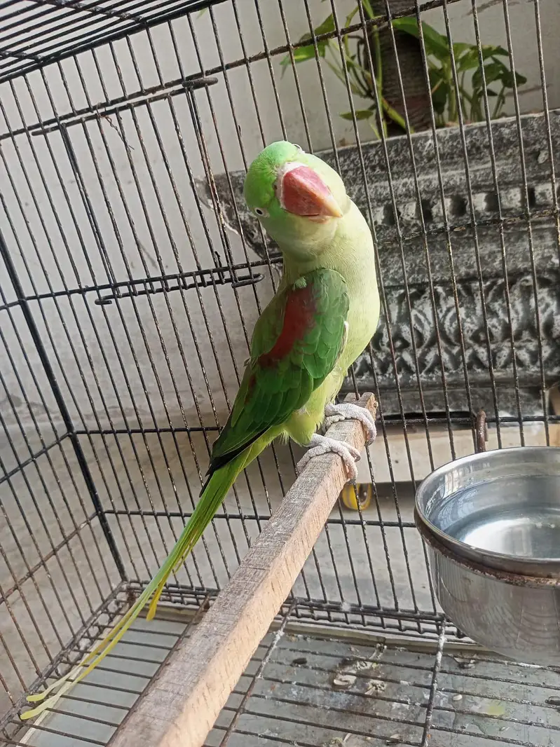 Breeder Female — photo 3