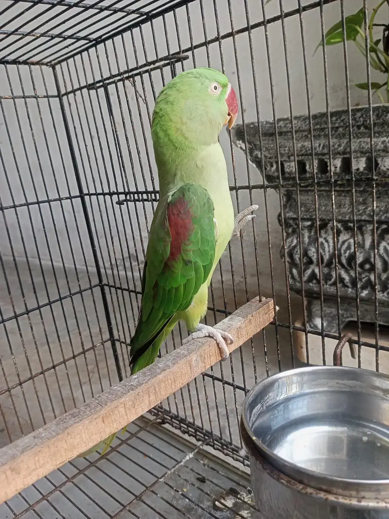 Breeder Female — photo 4