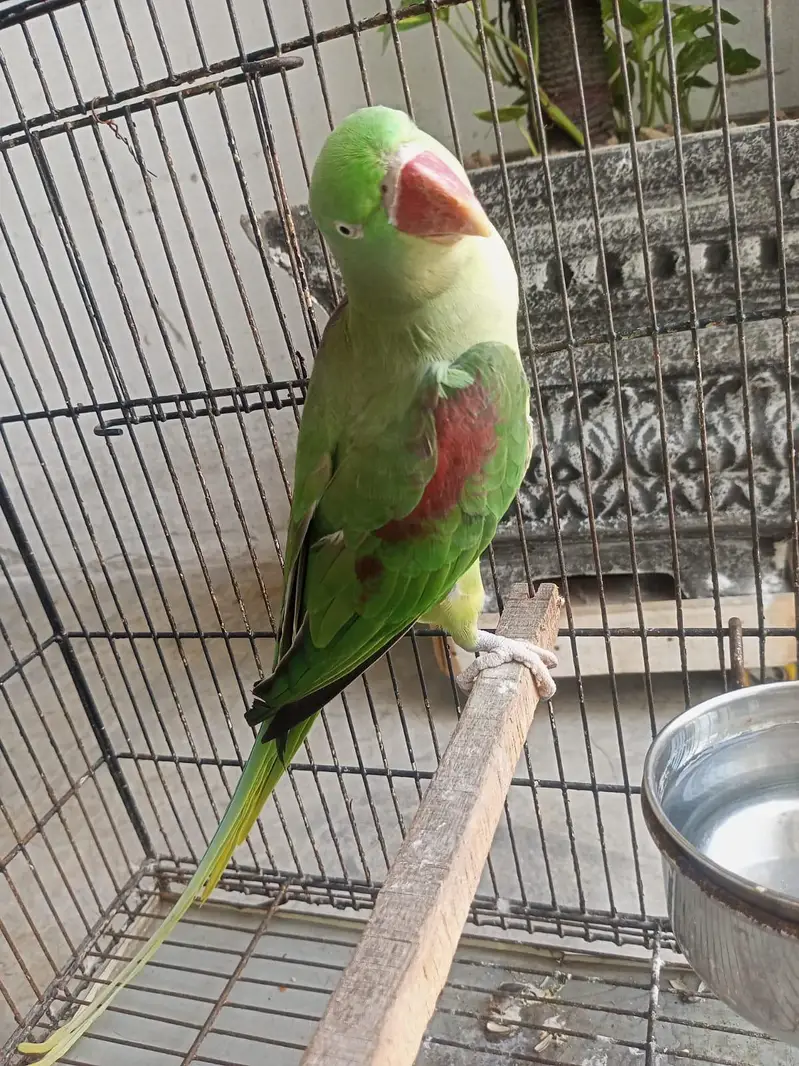 Breeder Female — photo 5