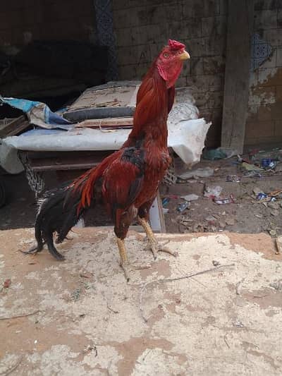 aseel home breed