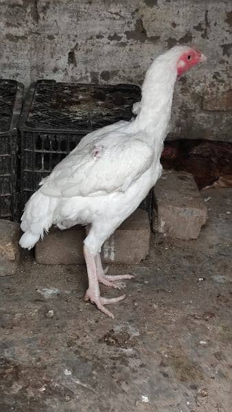 heera aseel murgi