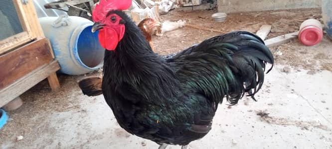 Heritage Australorp Male