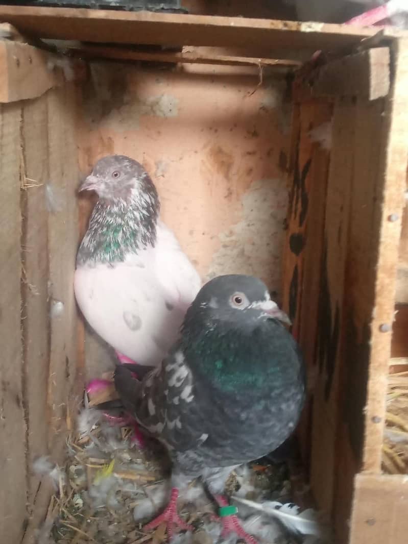 30 + hy 9