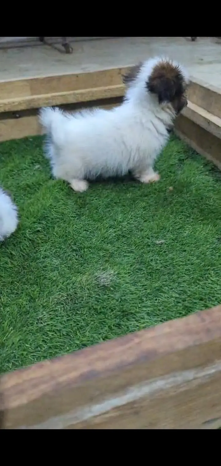 Shitzu male for new home — photo 8