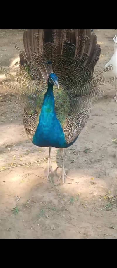 PEACOCK CHICKS  AND ADULT PAIRE