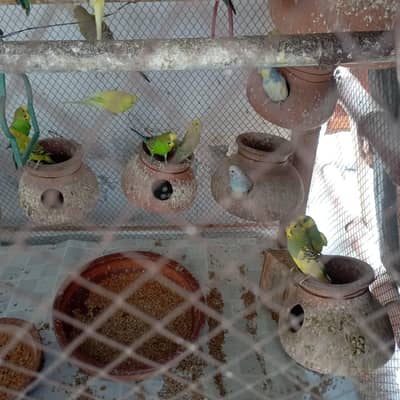 60+ budgies with Wooden cage