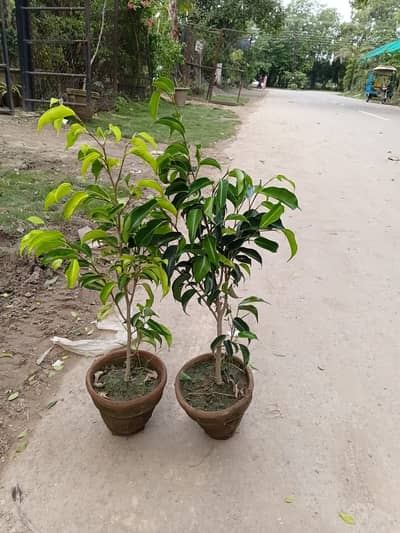 indoor plants - Flower Plants - plants and pots available