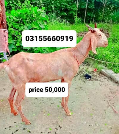 goat for sale