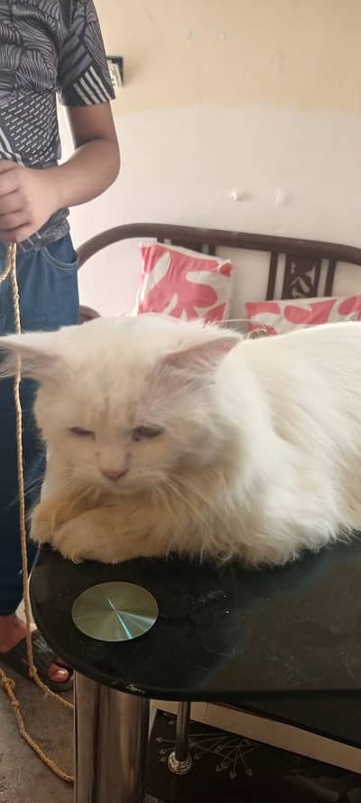 Persian Triple Court Female Cat