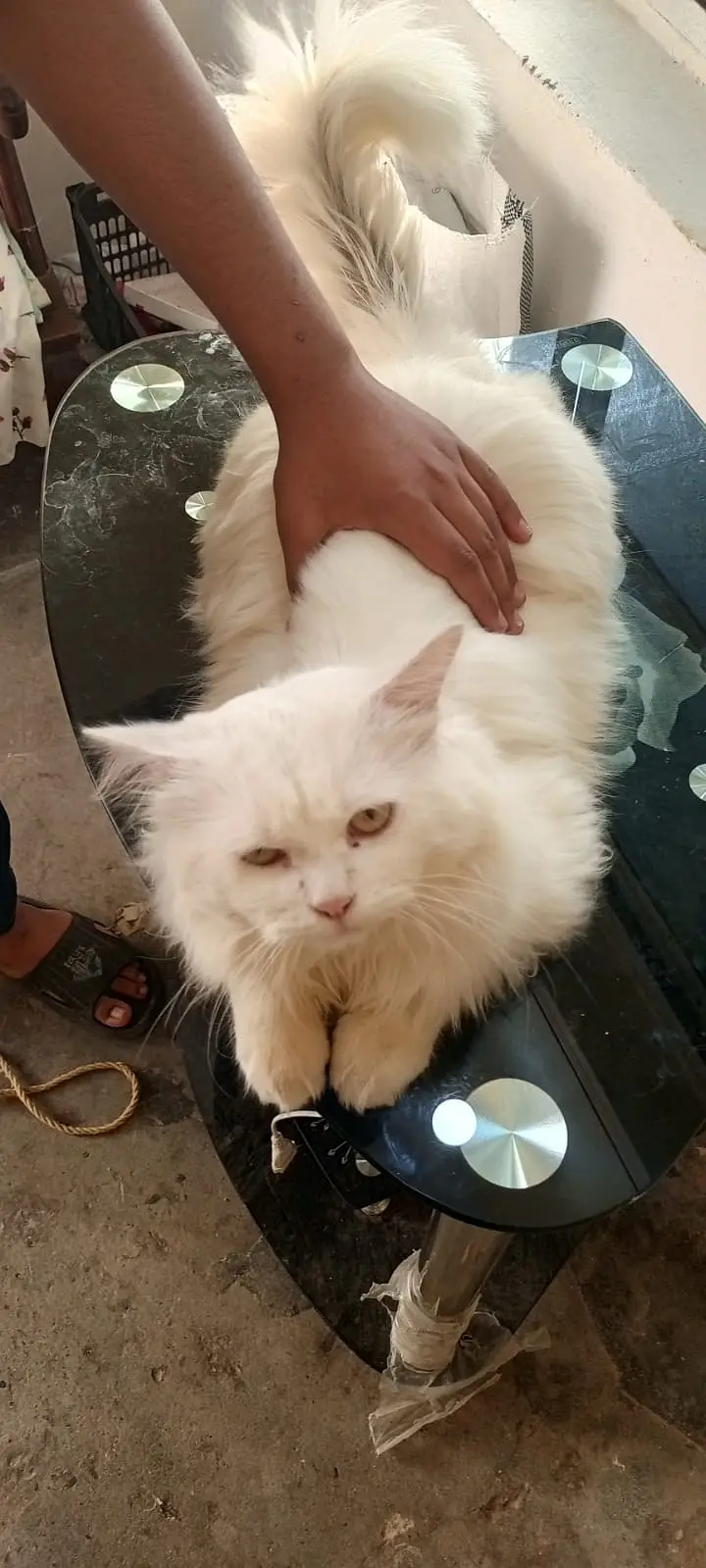 Persian Triple Court Female Cat — photo 2