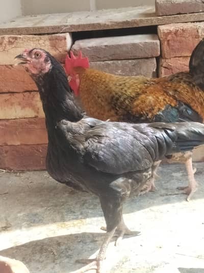 4 pure aseel mushki black egg laying females